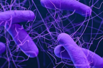 benedetta balistica la putrefazione